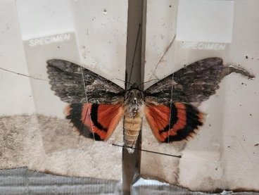 a closeup of a underwing moth in permanent repose. 