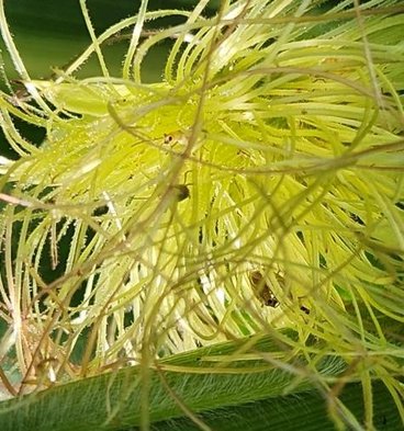 A close-up of or northern corn rootworms on corn silks. 