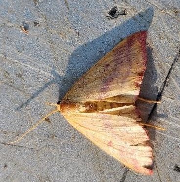 A close-up  of a chickweed geometer moth on the ground