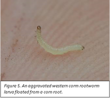 Aggravated western corn rootworm larva floarted fom a corn root